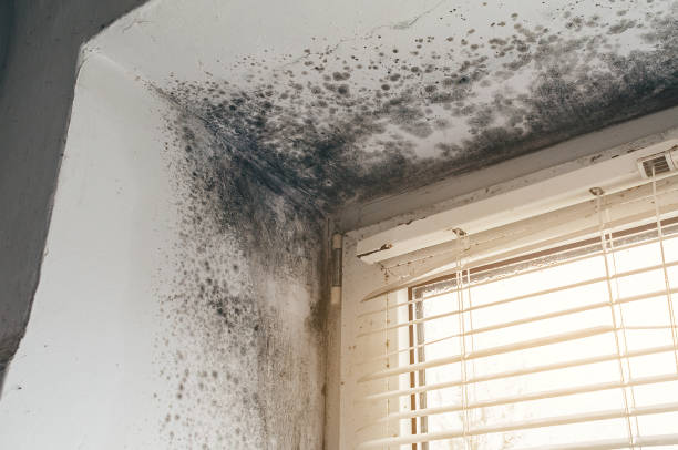 Affordable Mold Cleanup solutions in East Jordan, MI